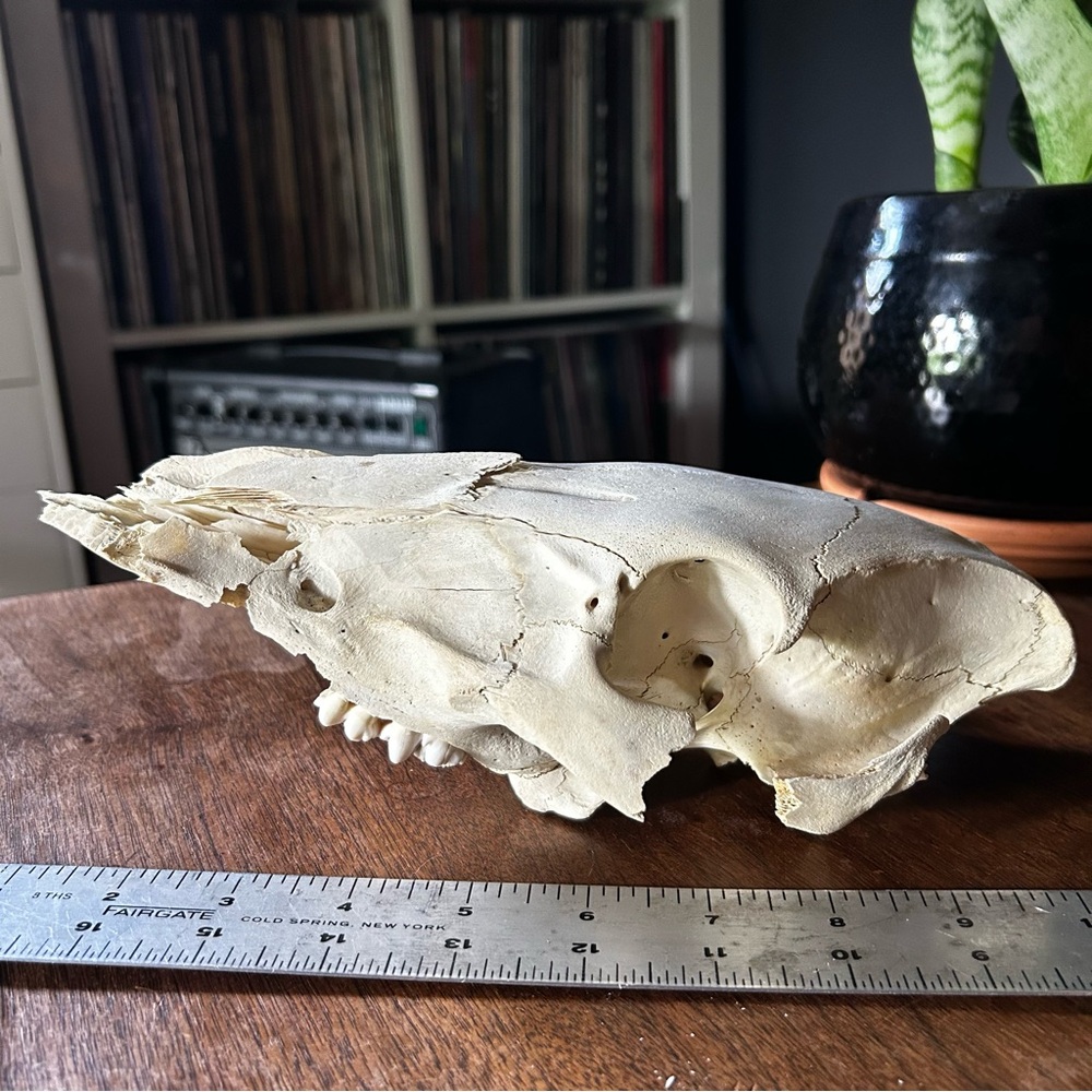 Antique Animal Skull